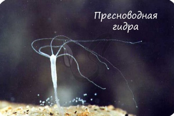 Kraken официальное зеркало kraken dark link